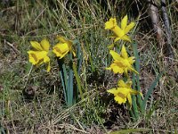 Narcissus hispanicus 5, Saxifraga-Harry Jans