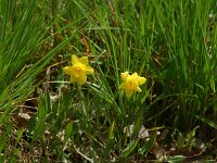 Narcissus jonquila