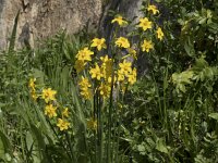 Narcissus jonquilla 1, Saxifraga-Willem van Kruijsbergen