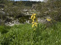 Narcissus jonquilla 10, Saxifraga-Willem van Kruijsbergen