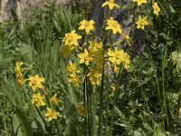 Narcissus jonquilla 3, Saxifraga-Willem van Kruijsbergen