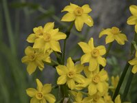 Narcissus jonquilla 4, Saxifraga-Willem van Kruijsbergen