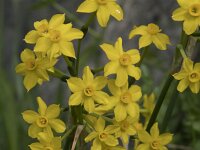 Narcissus jonquilla 5, Saxifraga-Willem van Kruijsbergen