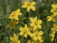 Narcissus jonquilla 8, Saxifraga-Willem van Kruijsbergen