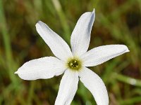 Narcissus obsoletus 3, Saxifraga-Sonja Bouwman  Narcissus obsoletus - Amaryllidaceae familie; Keri, Skinaria (Zakynthos)