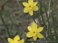 Narcissus rupicola 11, Saxifraga-Willem van Kruijsbergen