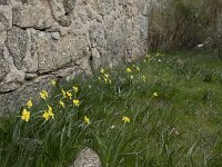 Narcissus rupicola 14, Saxifraga-Willem van Kruijsbergen