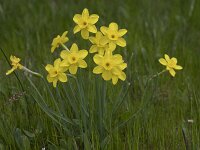 Narcissus rupicola 17, Saxifraga-Willem van Kruijsbergen