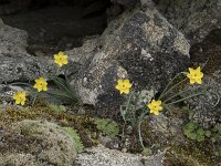 Narcissus rupicola 18, Saxifraga-Willem van Kruijsbergen