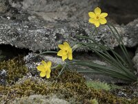Narcissus rupicola 19, Saxifraga-Willem van Kruijsbergen