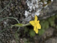 Narcissus rupicola 3, Saxifraga-Willem van Kruijsbergen