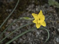 Narcissus rupicola 4, Saxifraga-Willem van Kruijsbergen