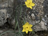 Narcissus rupicola 5, Saxifraga-Willem van Kruijsbergen