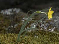 Narcissus rupicola 6, Saxifraga-Willem van Kruijsbergen
