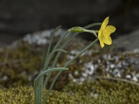 Narcissus rupicola 7, Saxifraga-Willem van Kruijsbergen
