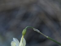 Narcissus triandrus 3, Saxifraga-Willem van Kruijsbergen