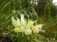 Narcissus triandrus 31, Saxifraga-Hans Grotenhuis