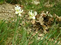 Narcissus triandrus 33, Saxifraga-Hans Grotenhuis