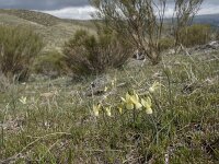Narcissus triandrus ssp pallidulus 10, Saxifraga-Willem van Kruijsbergen