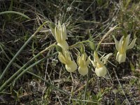 Narcissus triandrus ssp pallidulus 12, Saxifraga-Willem van Kruijsbergen