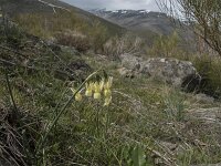 Narcissus triandrus ssp pallidulus 16, Saxifraga-Willem van Kruijsbergen