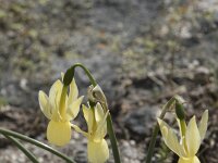 Narcissus triandrus ssp pallidulus 18, Saxifraga-Willem van Kruijsbergen