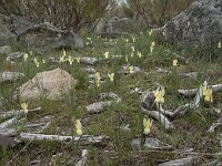 Narcissus triandrus ssp pallidulus 22, Saxifraga-Willem van Kruijsbergen