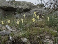 Narcissus triandrus ssp pallidulus 24, Saxifraga-Willem van Kruijsbergen