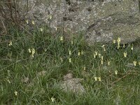Narcissus triandrus ssp pallidulus 30, Saxifraga-Willem van Kruijsbergen