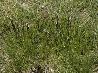 Nardus stricta 22, Borstelgras, Saxifraga-Willem van Kruijsbergen
