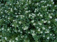 Nasturtium officinale 21, Witte waterkers, Saxifraga-Ed Stikvoort : Finisterre en Santiago de Compostela A900