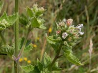 Nepeta cataria 12, Wild kattenkruid, Saxifraga-Ed Stikvoort