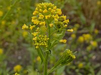 Neslia paniculata 2, Vinkenzaad, Saxifraga-Ed Stikvoort