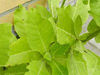 Nicotiana sylvestris 2, Witte trompettabak, Saxifraga-Rutger Barendse