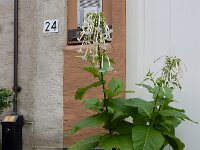 Nicotiana sylvestris 5, Witte trompettabak, Saxifraga-Ed Stikvoort : Deventer s9900