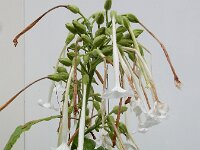 Nicotiana sylvestris 7, Witte trompettabak, Saxifraga-Ed Stikvoort : Deventer s9900
