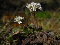 Noccaea caerulescens ssp calaminaris 3, Zinkboerenkers, Saxifraga-Ed Stikvoort