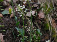 Noccaea caerulescens ssp calaminaris 4, Zinkboerenkers, Saxifraga-Ed Stikvoort
