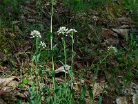Noccaea caerulescens ssp calaminaris 9, Zinkboerenkers, Saxifraga-Ed Stikvoort