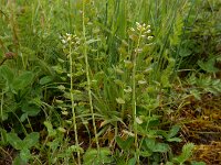 Noccaea perfoliata 3, Doorgroeide boerenkers, Saxifraga-Ed Stikvoort
