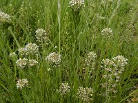 Noccaea perfoliata 4, Doorgroeide boerenkers, Saxifraga-Ed Stikvoort