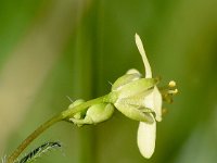 Noccaea zaffranii 3, Saxifraga-Sonja Bouwman  Biscutella didyma - Brassicaceae familie