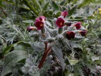 Nonea armeniaca 3, Saxifraga-Ed Stikvoort : Haghpat - Stepanapan - Gyumri s9900