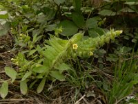 Nonea lutea 4, Geel monnikskruid, Saxifraga-Ed Stikvoort : Kapan - Mehgri s9900