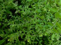 Nonea lutea 7, Geel monnikskruid, Saxifraga-Ed Stikvoort : geel monnikskruid Den Haag