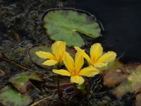 Nymphoides peltata 35, Watergentiaan, Saxifraga-Ed Stikvoort