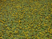 Nymphoides peltata 37, Watergentiaan, Saxifraga-Ed Stikvoort