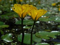 Nymphoides peltata 40, Watergentiaan, Saxifraga-Ed Stikvoort
