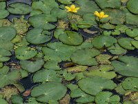 Nymphoides peltata 41, Watergentiaan, Saxifraga-Ed Stikvoort