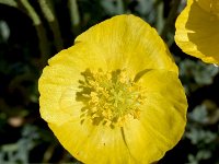 Papaver alpinum 2, Saxifraga-Sonja Bouwman  Alpine poppy - Papaver alpinum - Papaveracea familie; Croda Rossa (Moos, I)